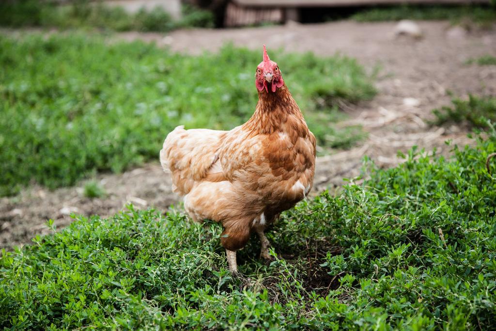 Merlhof Fie allo Sciliar Ngoại thất bức ảnh
